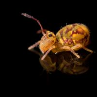 2009 (2) FEBRUARY Globular Springtail 